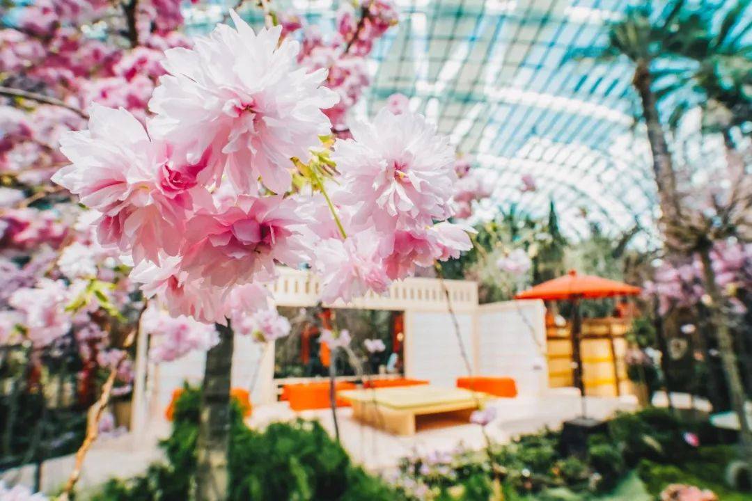 櫻花季去不了日本?那就在濱海灣和Hello Kitty共賞櫻