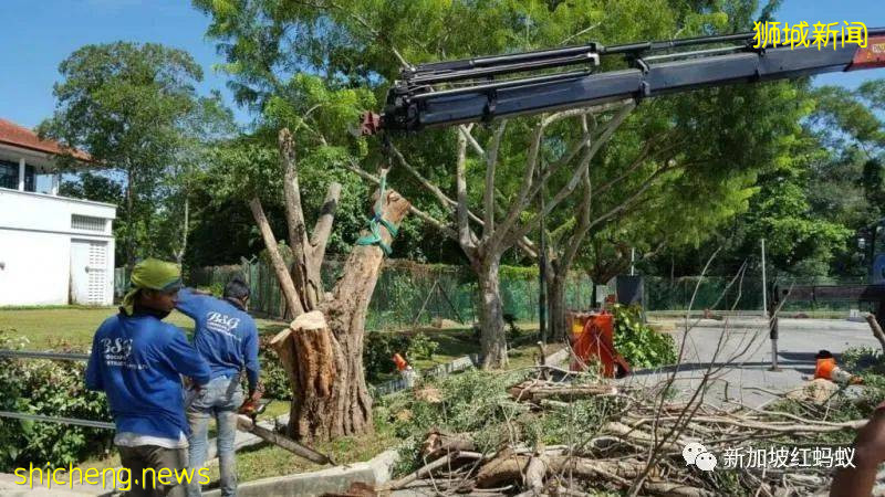 美麗和畸形並存：新加坡忙種樹也忙砍樹!