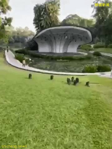 解封後，新加坡有“一對情侶”在馬路上沒戴口罩，公然擁抱!