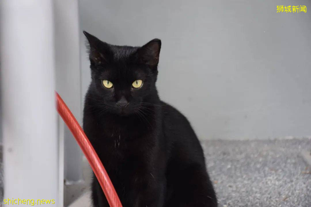 《南洋理工大學撸貓指南》