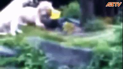 残忍！上海动物园熊吃人，亲眼目睹！新加坡也发生过类似案件！印度最惨