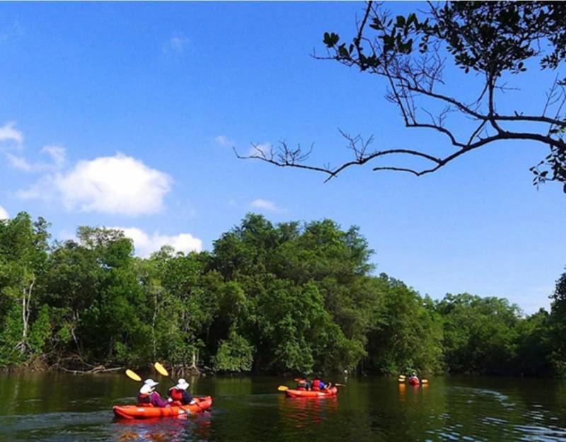 新加坡隱藏玩法大揭秘!遠離城市喧囂,乘皮劃艇穿越原始紅樹林