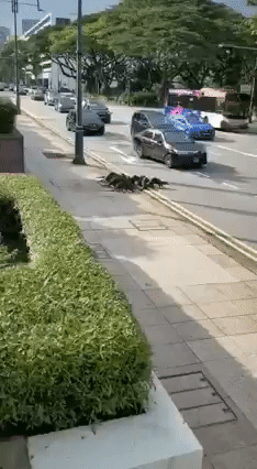 险象环生！10只水獭在乌节路横冲直撞，差点被多辆车撞上