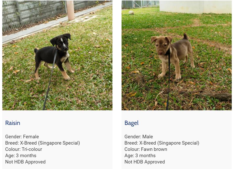 一狗難求！泰迪被炒到$11800新幣！新加坡這裏可以超便宜領養