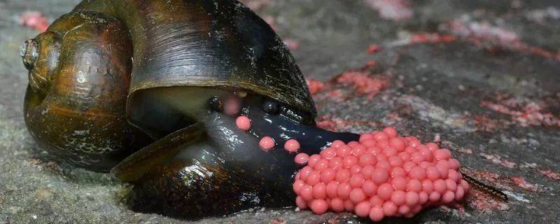 惊!新加坡蓄水池旁出现大量粉色生物……慎点