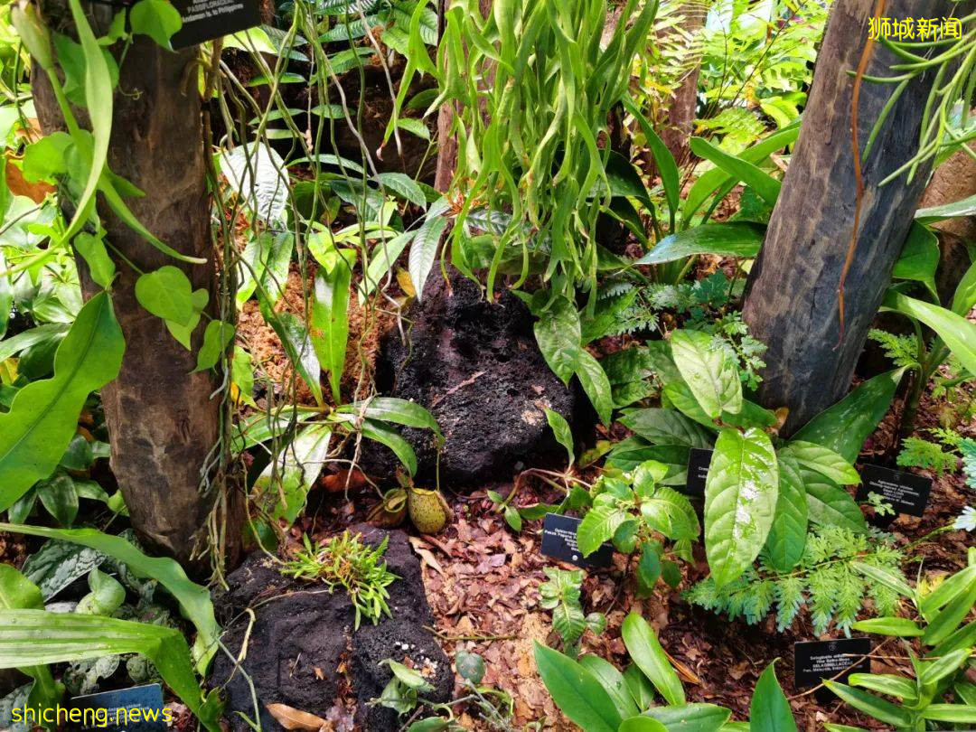 叢林遊樂場、自然博物館、山路徒步……新加坡這個公園翻新後更好玩啦