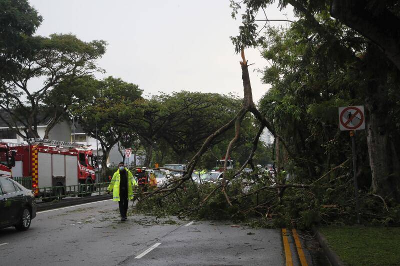 铁道走廊5树倒下 今早一度挡住走道