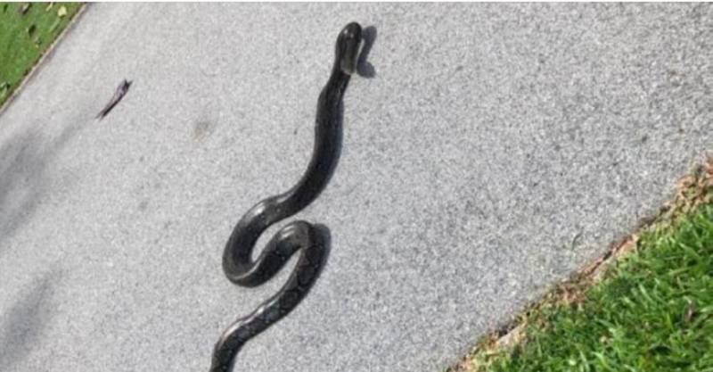 樟宜海边蟒蛇出没，三人英勇抓蛇，网友赞是好事但不要伤害它