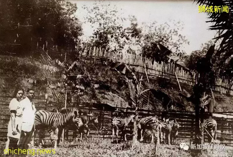 愛因斯坦竟到訪過新加坡的首個動物園，還贊說“好棒”