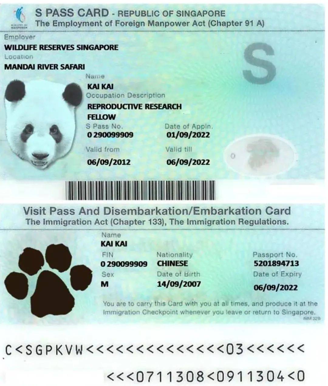 英国计划把大熊猫退回中国,养不起了~“看新加坡的熊猫多好命!”