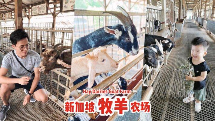 新加坡牧羊場 Hay Dairies Goat Farm🐑 治愈版休閑活動✨ 一站式體驗，免費參觀