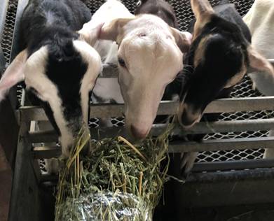 擠羊奶、餵山羊、看打架！我和孩子在新加坡找到了800多只山羊