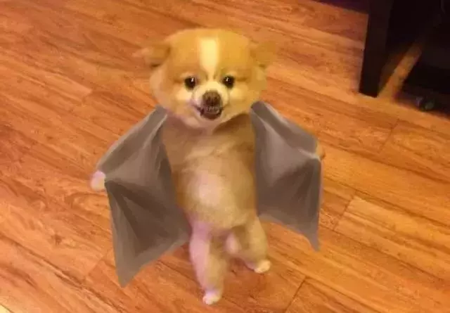 【苟活】我是新加坡第一個因爲大姨媽失血過多而進急診的衰狗嗎