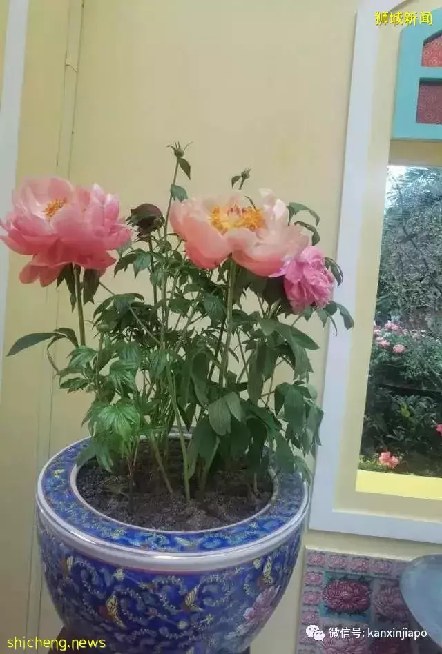 探访新加坡最美花园,只可惜这里的牡丹似乎缺少了点野性