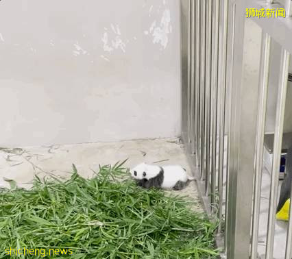 新加坡的熊猫宝宝满月照来了!毛茸茸终于“有熊样”