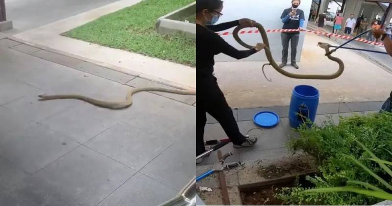 突發！這個海灘驚現一群巨型椰子蟹，還搶燒烤吃！新加坡也被鳄魚、蜥蜴、蟒蛇、水獺、猴子、野豬、野雞嚇到過