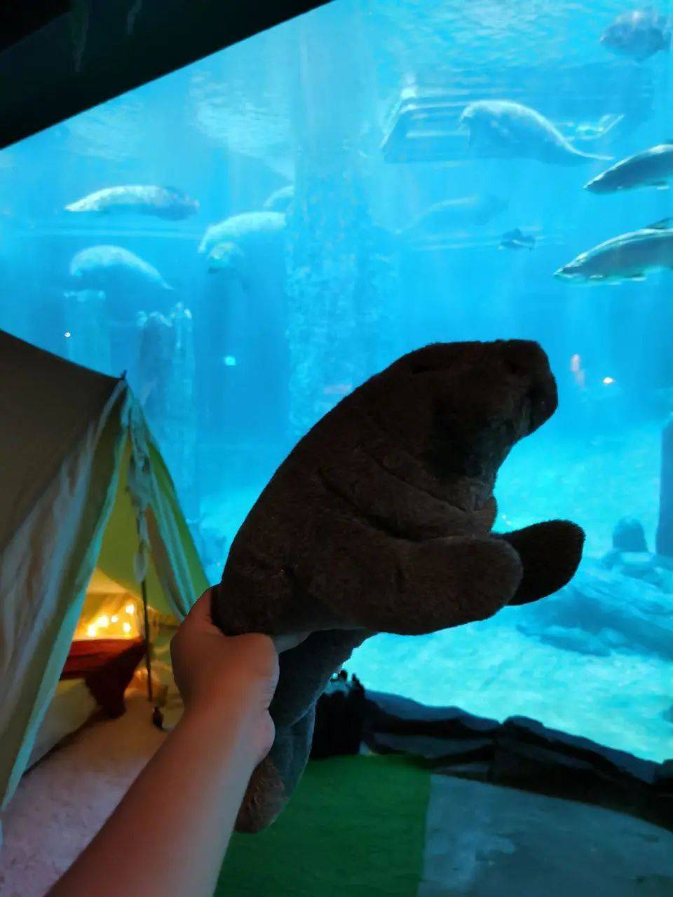 新加坡河川動物園有豪華帳篷過夜啦!本周最新活動彙總