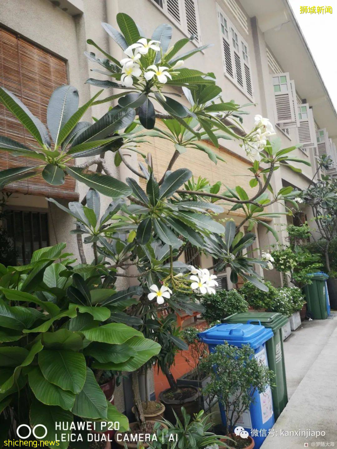 “新加坡,来了15天就想离开的地方”