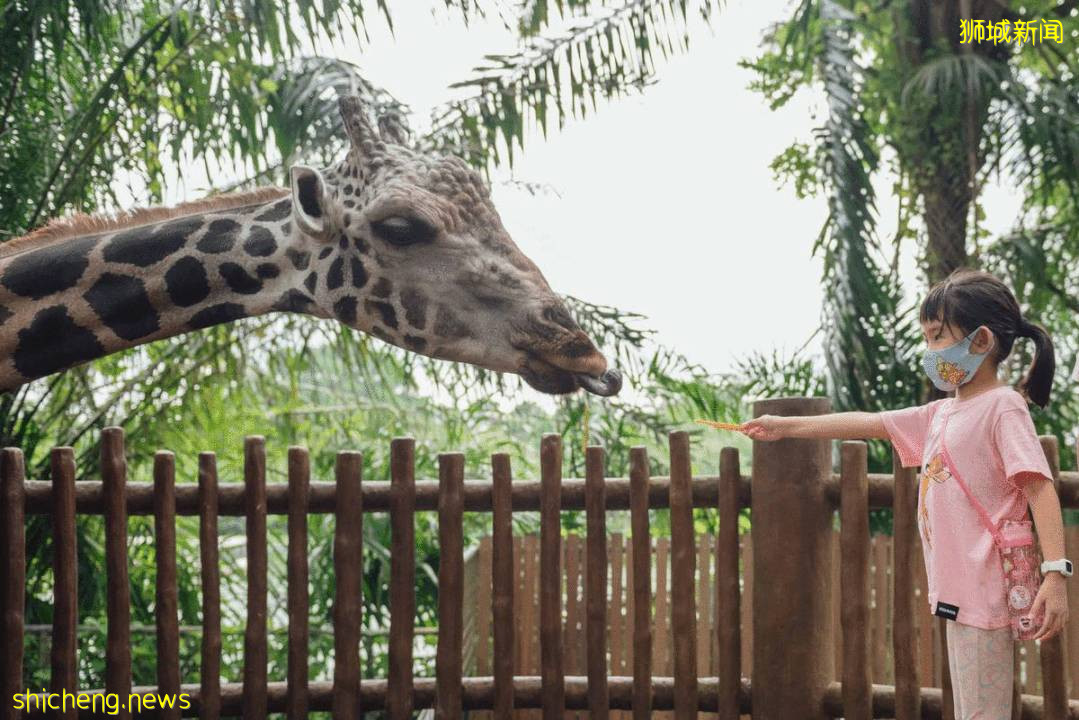 僅2天！新加坡動物園最牛的餵動物之旅，8折！還有幻光雨林和4大園5.5折起，搶啦