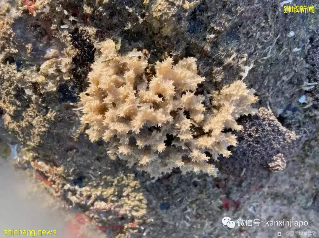 去樟宜海滩赶海吧,那里有最美的日出和从未见过的海洋生物