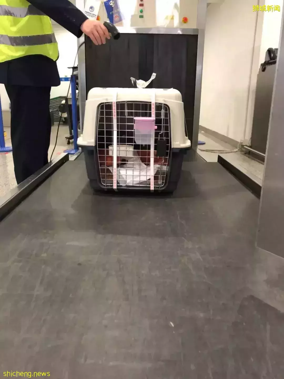 耗时6个月,隔离30天,我的宝贝终于来新加坡跟我团聚了