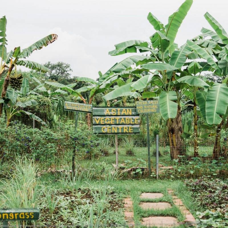 新加坡新大陸！Bollywood Veggies有機農場👩🏻‍🌾 市區外的田園風光 + 治愈寶地