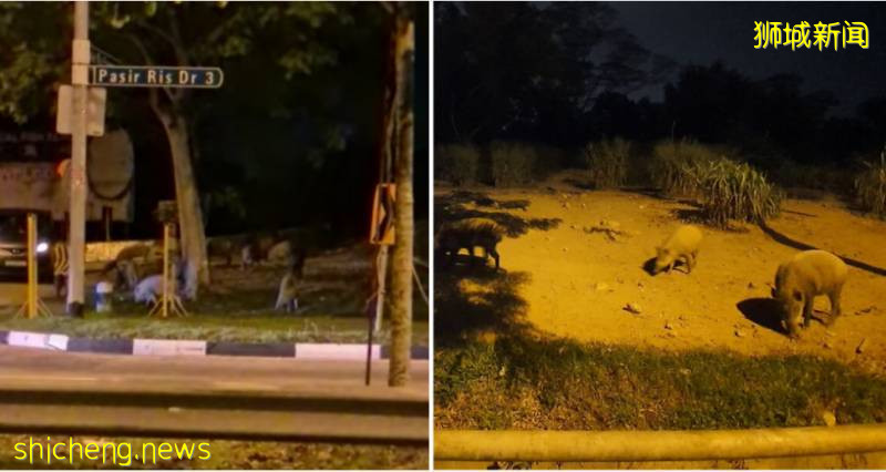 解封後，新加坡有“一對情侶”在馬路上沒戴口罩，公然擁抱!