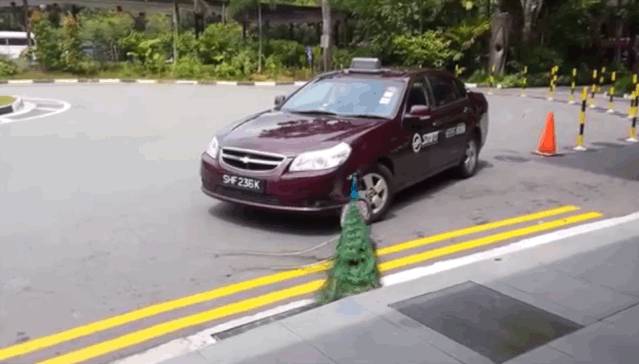 新加坡野孔雀当街暴走！疯狂攻击汽车，路人躲闪