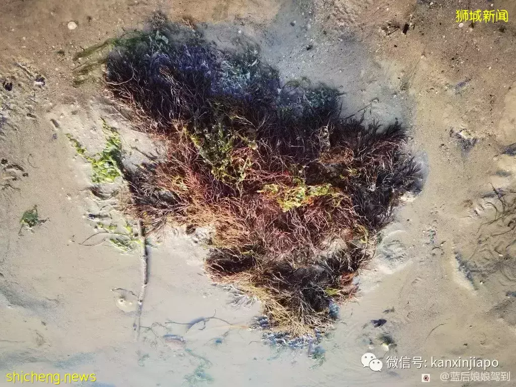 去樟宜海滩赶海吧,那里有最美的日出和从未见过的海洋生物