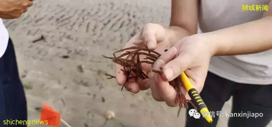新加坡“趕海”全攻略!遇見了這麽多神奇的生物