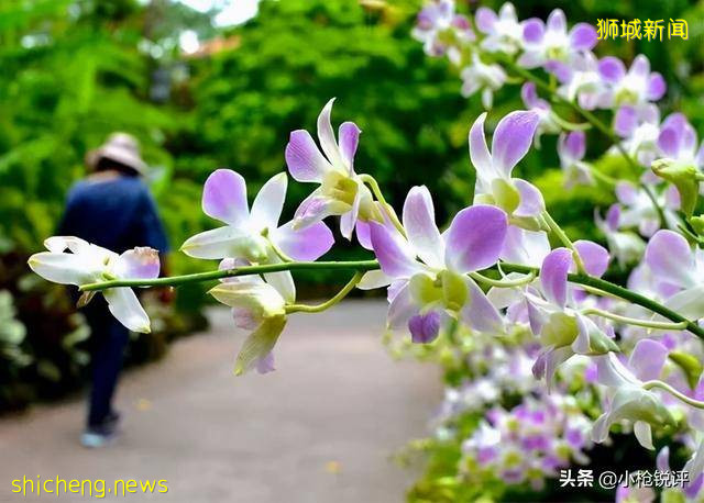 你不知道的世界冷知識(四十三)關于新加坡