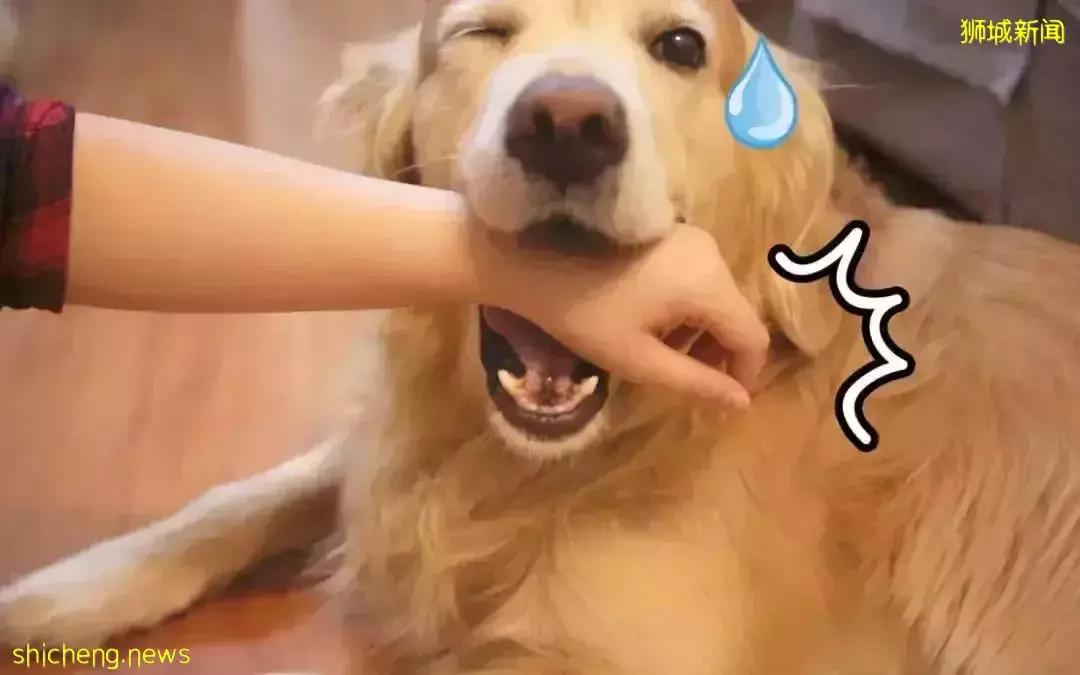 新加坡留学生生活攻略，请查收