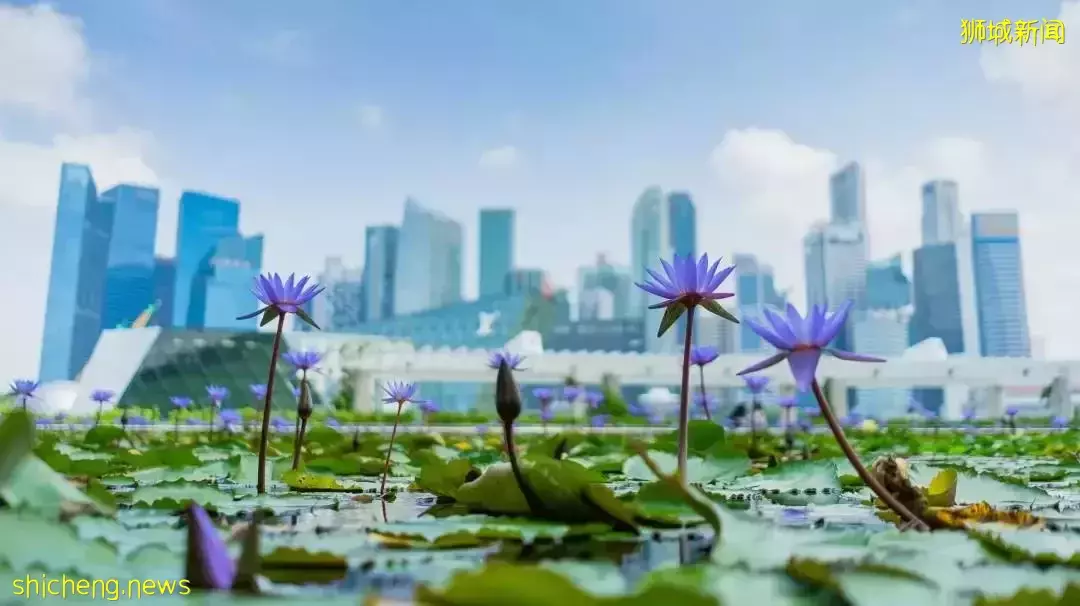 新加坡留學 太太太香了~這6大優勢你一定要知道