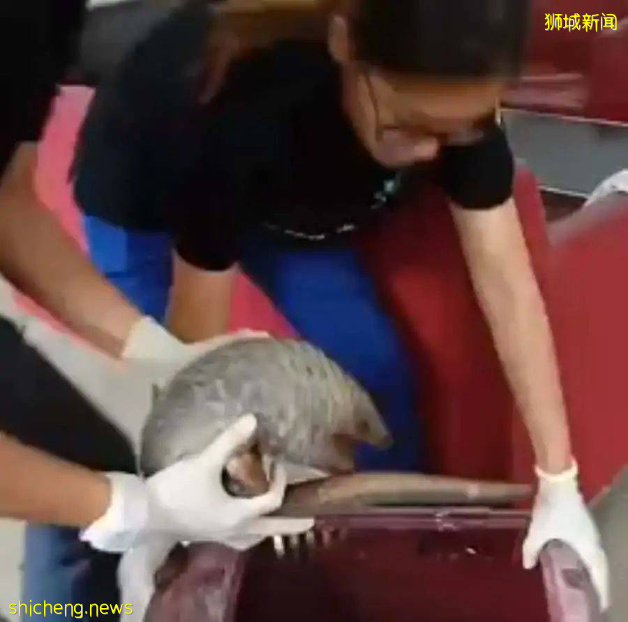 《神奇動物在哪裏之 NTU 篇》