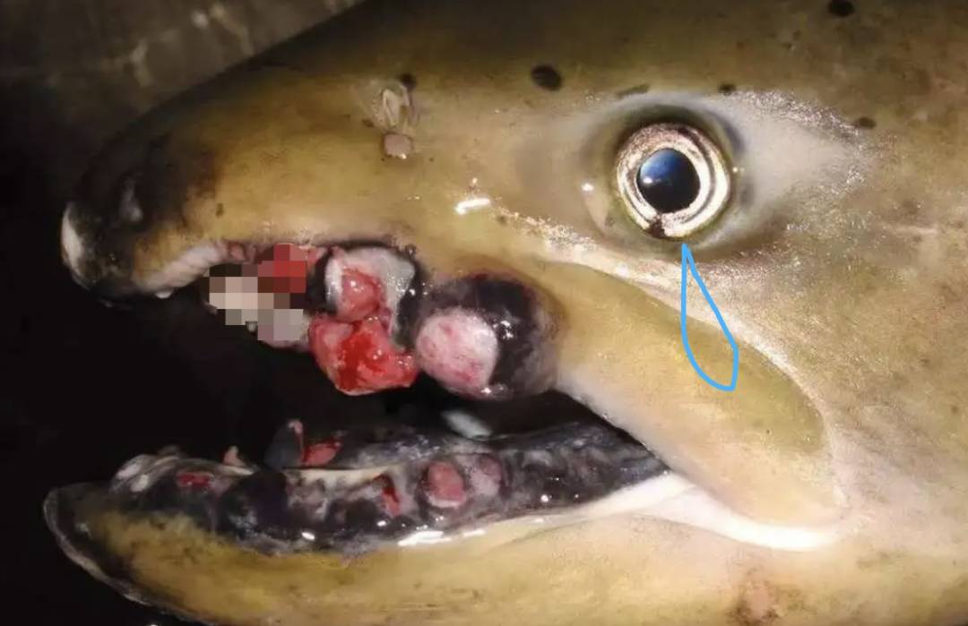 日本今天正式决定排核废水入海!将大规模导致海鲜变异、人癌变!新加坡和中国网友怒了