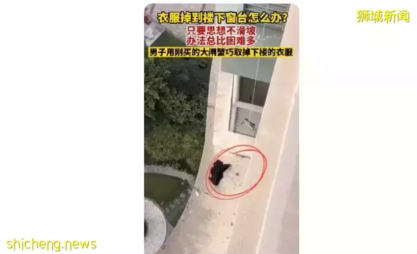 在新加坡养只大闸蟹当宠物,能帮你捡内内