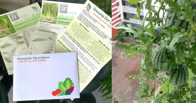 NParks又送种子了!西瓜、玉米、番茄,你想种哪个