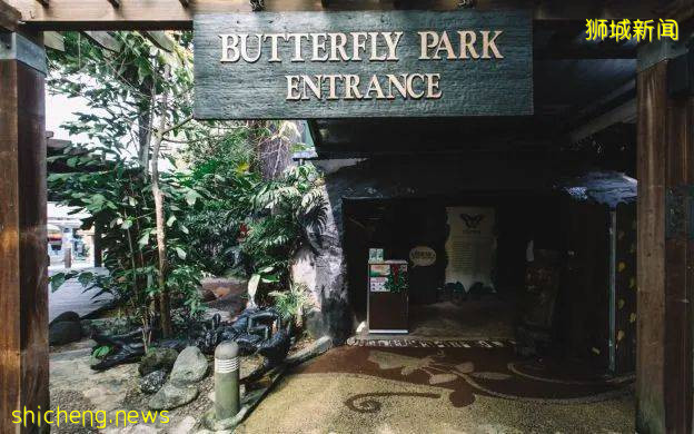 新加坡圣淘沙第一个私营景点!蝴蝶公园与昆虫王国,将于星期二起关门结业