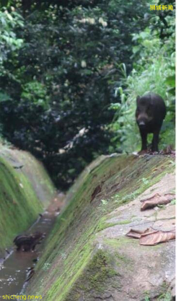新加坡热搜话题:看到小野猪掉沟里了!救不救