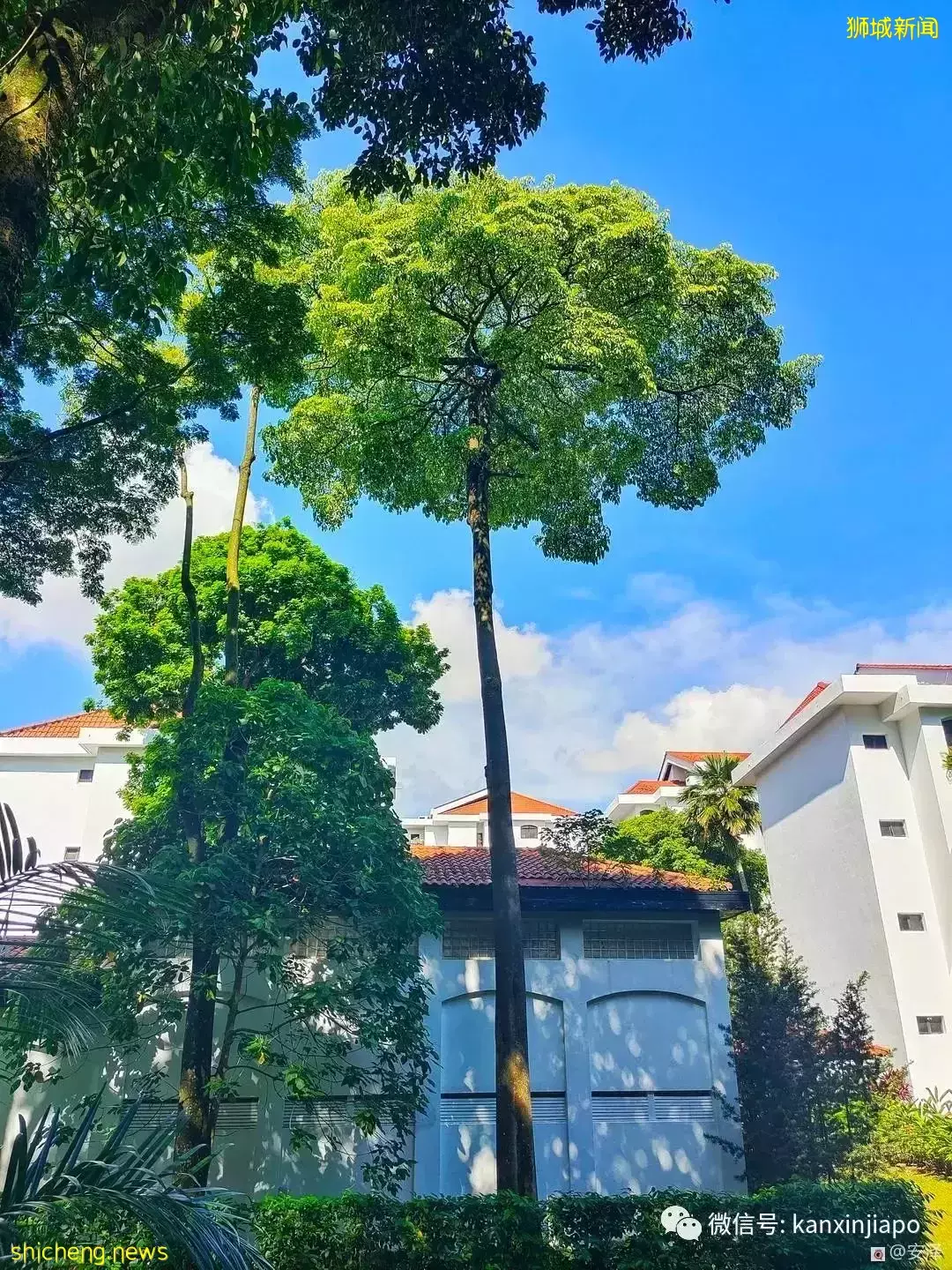 新加坡的这里如此浪漫又闲暇,在这工作就如度假