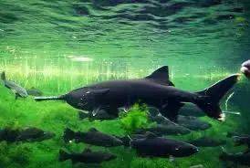 新加坡蓄水池出現恐怖形狀的怪物魚!怎麽來到新加坡的