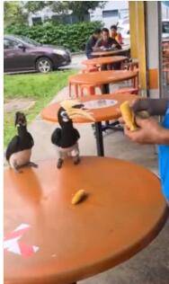 新加坡犀鸟要成精！前有公寓偷内衣，今在食阁撒狗粮