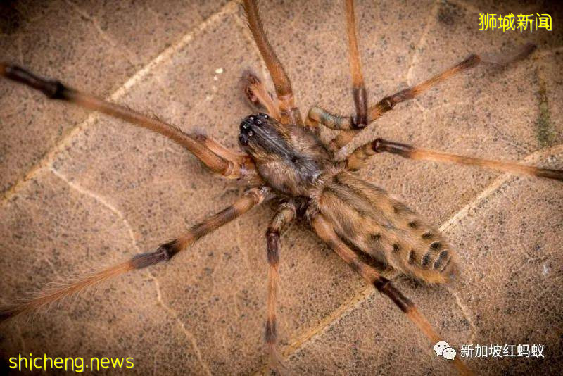 他是外交家也是昆蟲專家 新加坡的“蜘蛛俠”獲頒環境最高獎