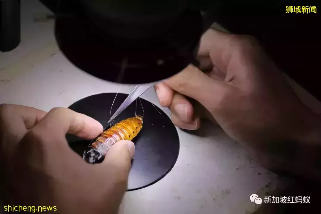 “小強”華麗轉身 新加坡工程師賦予新使命:到災難廢墟尋找生還者