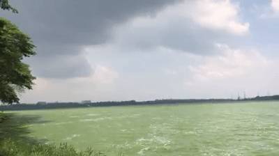 罕見!新加坡聖淘沙這條河變成了粉色,驚現大批死魚!39年創記錄暴雨太作了