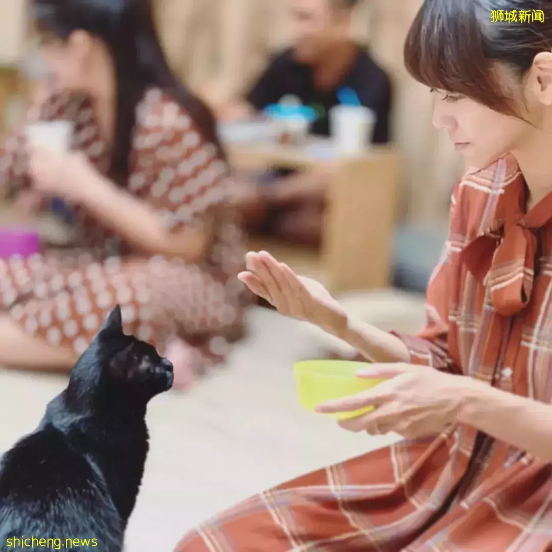 吃喝撸狗兩不誤!新加坡15家寵物友好咖啡廳 · 快上小可愛一起去體驗吧