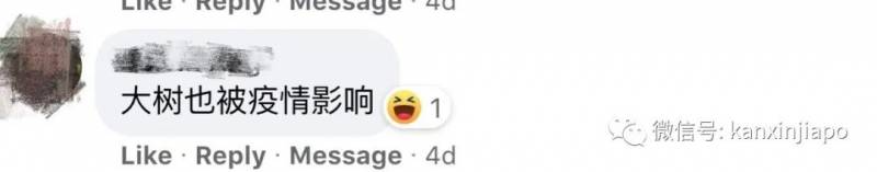 新加坡组屋楼下，6层楼高大树倒地，车辆挡风玻璃全碎