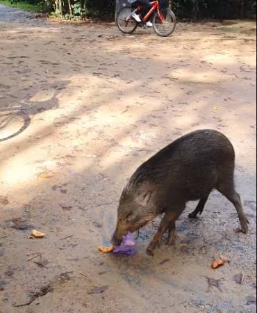 天啊！大胆野猪   乌敏岛上抢咖喱角