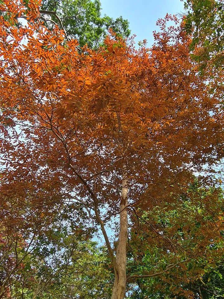 三月的新加坡,已是秋意满满