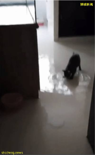新加坡鬼畜喵喵爲玩水，居然用小爪子偷偷打開鏟屎官家的水龍頭
